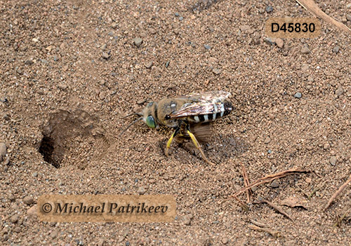 American Sand Wasp (Bembix americana)